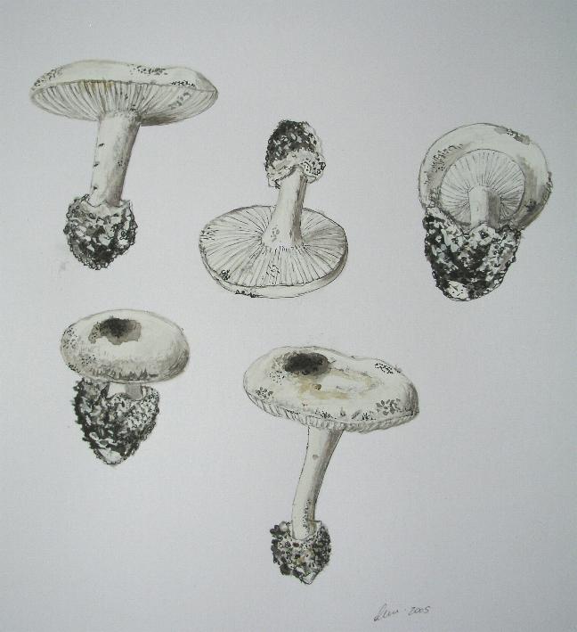 Amanita curtipes Gilbert
